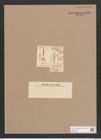 Gomphonema intricatum Kuetz. (de-Toni-Nr.: Genus 37, Species 1741) Zeichnungen Sammlung Grunow Nr. 3439 (NHMW-BOT-W0370982)